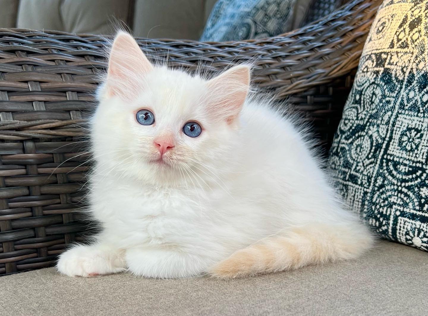 RAGDOLL EN VENTA kira (1)