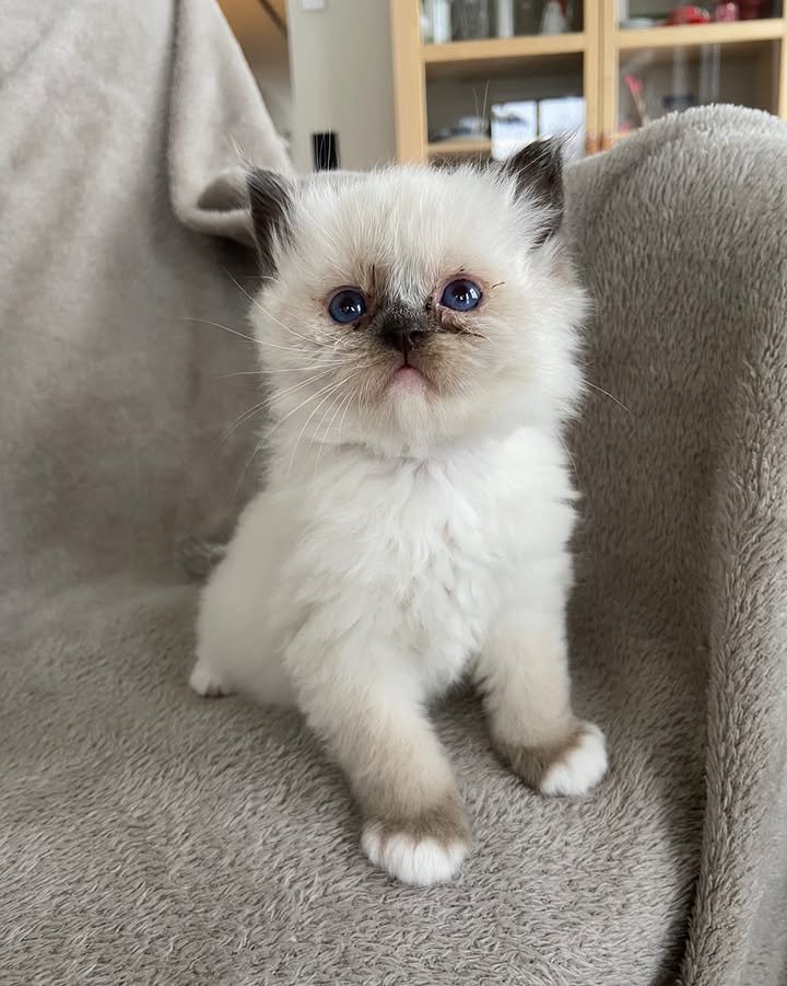 RAGDOLL EN VENTA leo (9)