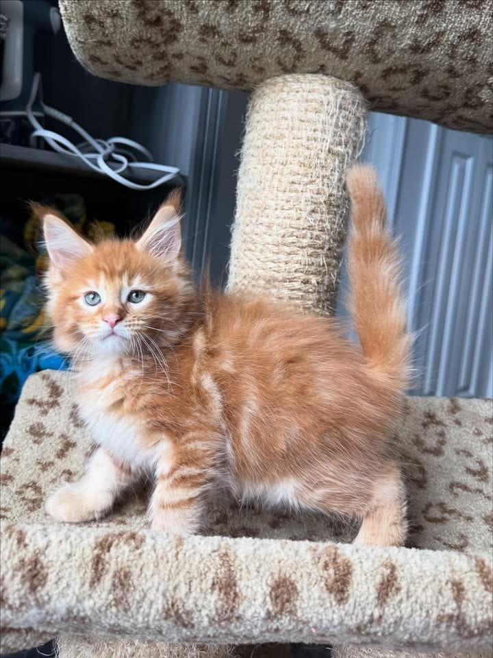 MAINE COON EN VENTA lucas (1)