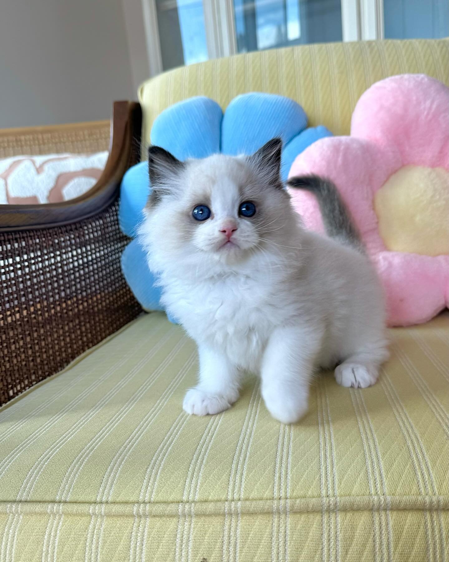 RAGDOLL EN VENTA mia (1)