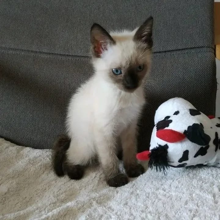SIAMES EN VENTA mike (1)