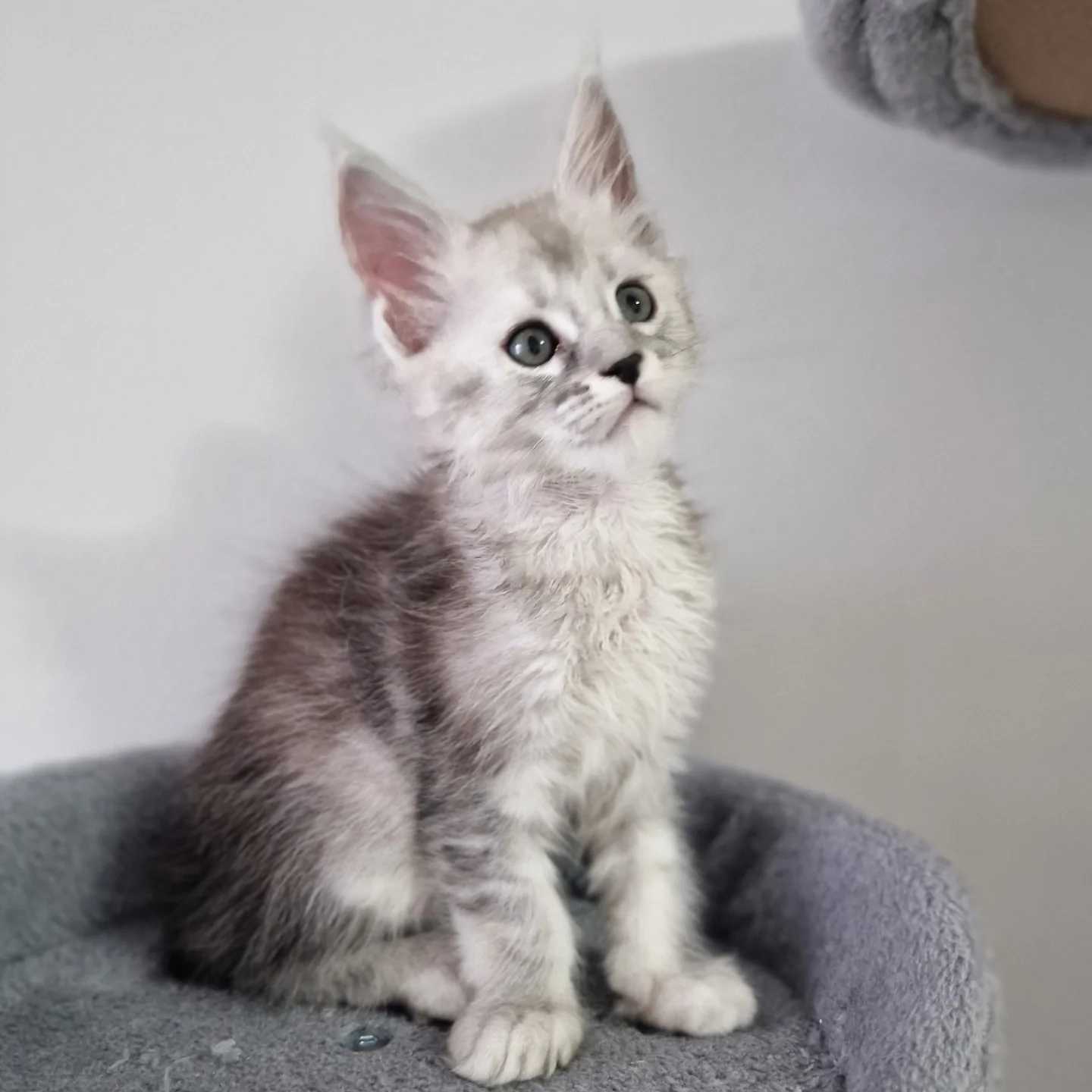 MAINE COON EN VENTA rocky (2)