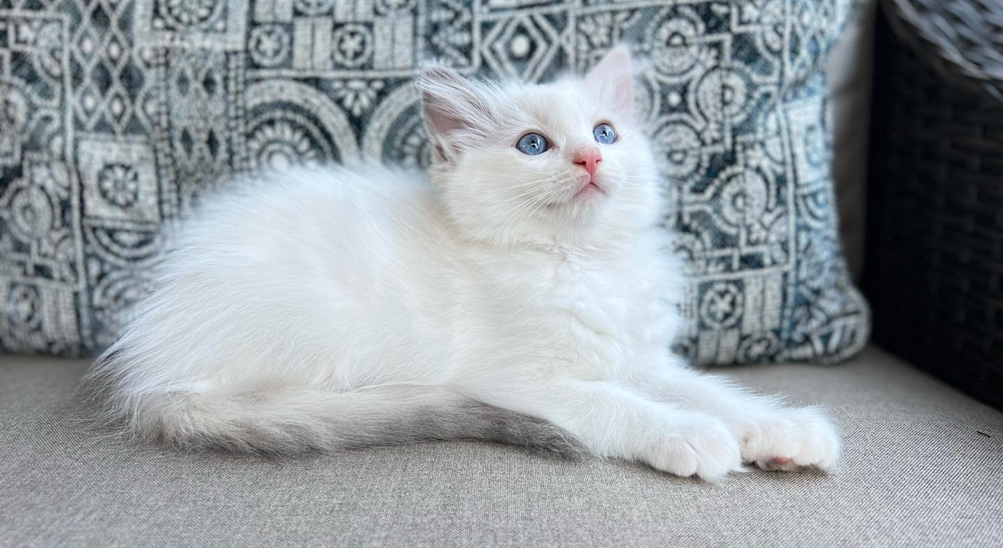 RAGDOLL EN VENTA zeus (4)