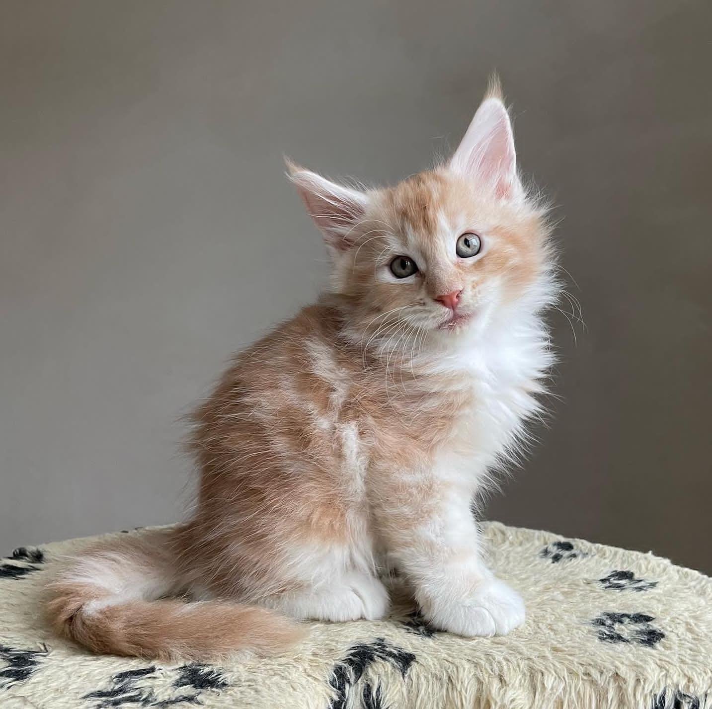 MAINE COON EN VENTA coco (1)